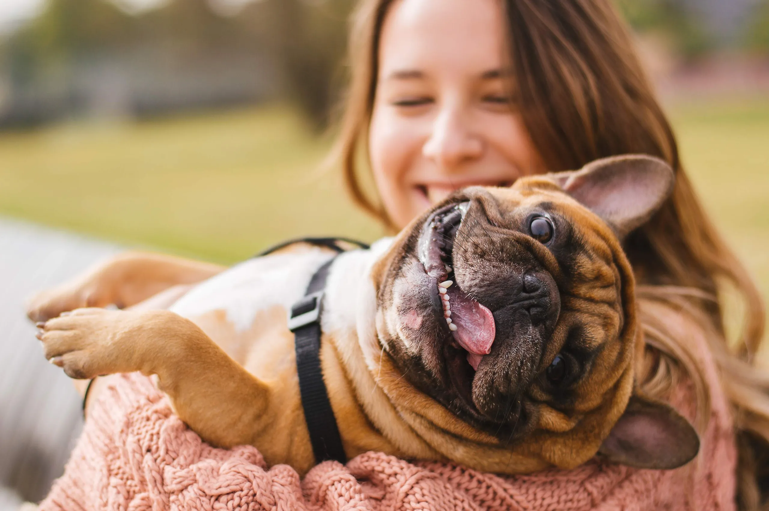 Woman smiling with a pink chunky sweater on, holding her French Bulldog as it leans over her shoulder and has a big smile and is happily panting. There is green grass in the background with foliage at homes for rent in Surprise, AZ.